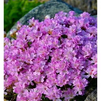 Hnojivo Trávnička trstnatá ´NEW ZEALAND FORM´ kont. 0,5 l