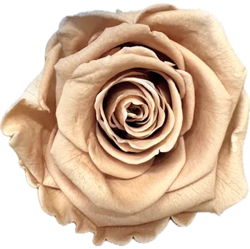 umělá květina Stabilizovaná růže KIARA XL nude/béžová (hlava)