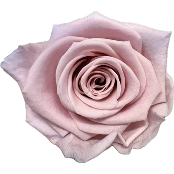 umělá květina Stabilizovaná růže KIARA XL nostalgia rose (hlava)