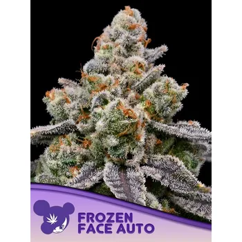 Semeno Anesia Seeds Auto Frozen Face Počet ks Feminizované: 25
