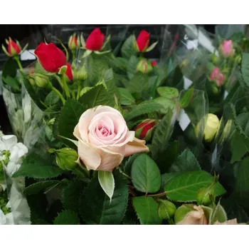 Sazenice Růže - do bytu i na zahradu v květináči - mix, po odkvětu