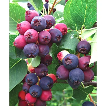 Sazenice Amelanchier alnifolia 'Mandan' 2l