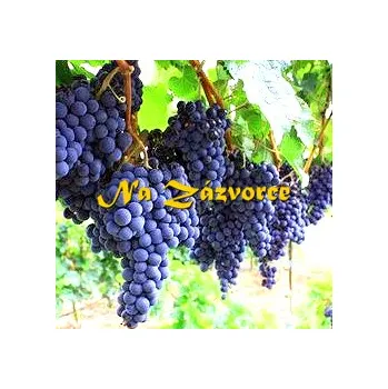 Sazenice Réva stolní ´Zilga´ v kontejneru (Vitis vinifera ´Zilga´)