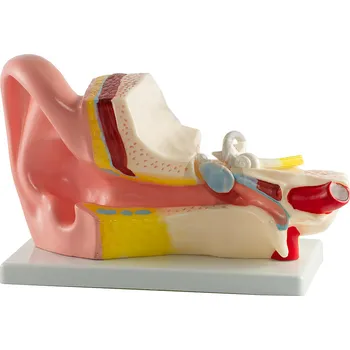 Model ucha, rozložitelný na 2 části