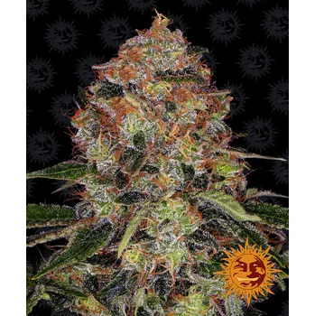 Semeno Barney's Farm Shiskaberry Balení: 1ks