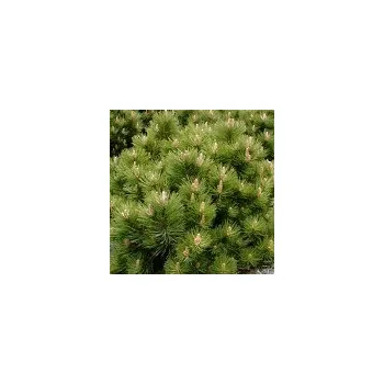 Sazenice Pinus nigra Hornibrookiana 40/60 cm