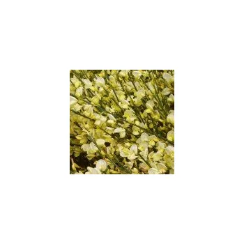 Sazenice Cytisus x praecox Allgold 30/40 cm