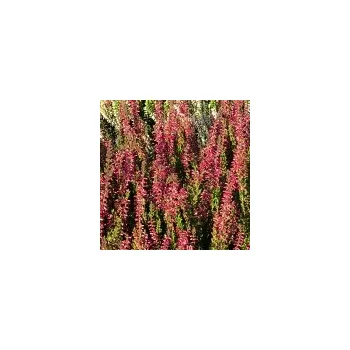 Sazenice Calluna vulgaris Nora 10/15 cm