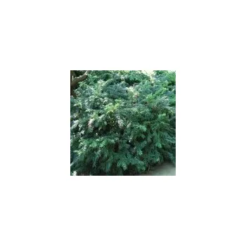 Sazenice Taxus baccata Repandens 20/30 cm