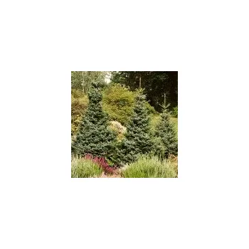 Sazenice Picea omorika Nana 30/40 cm