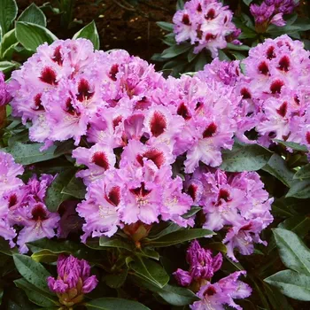 Sazenice Rhododendron hybridum Kabarett 30/40 cm