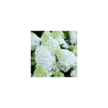 Sazenice Hydrangea paniculata Polar Bear 30/40 cm