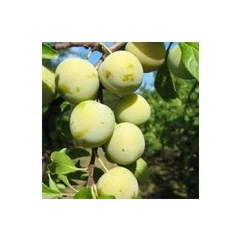 Sazenice Kukla, Trávníček Prunus domestica Zelená Renklóda 100/150 cm