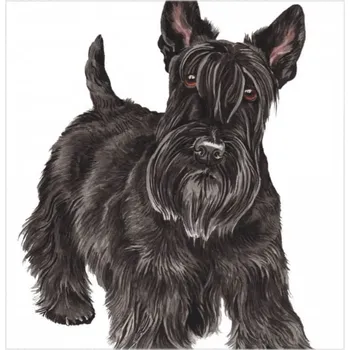 WaggyDogz Přání 01059 - 16x16cm - Scottish Terrier
