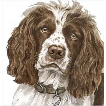 WaggyDogz Přání 01049 - 16x16cm - Springer Spaniel