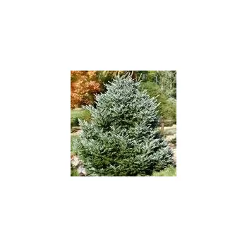 Sazenice Abies koreana Silberlocke (syn. Horstmann´s Silberlocke) 40/60 cm