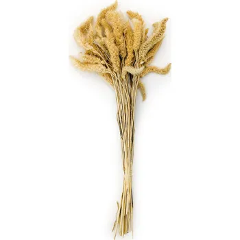 mech-mech.cz Sušená Setaria - Vybělená