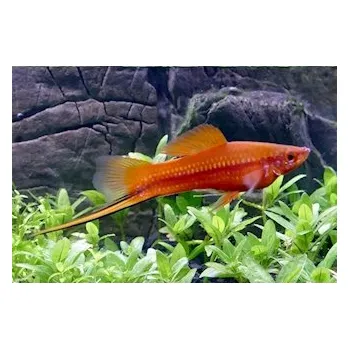 Vánoce Mečovka červená, 4 cm