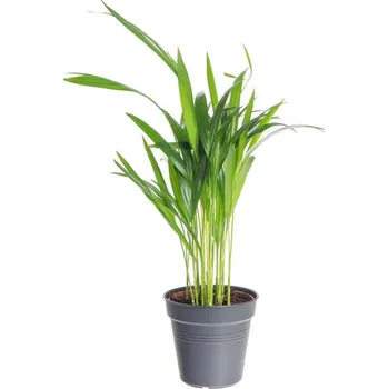 Sazenice Areka, Areca lutescens, vysoká do 30 cm, průměr květináče 12 cm