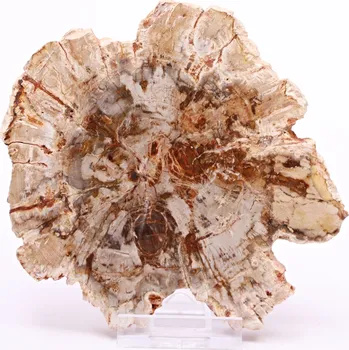 Drahý kámen Magieprirody.cz Zkamenělé dřevo plát 297 g - 11 cm + stojánek #B398 Madagaskar