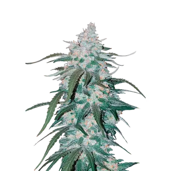 Semeno FastBuds Pineapple Express Auto Balení: 1ks