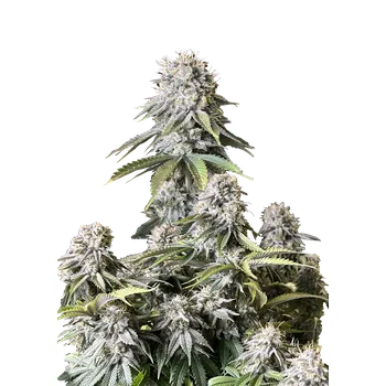 Semeno FastBuds Orange Sherbet Fast Balení: 3ks