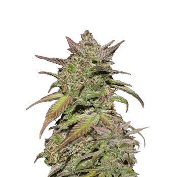 Semeno FastBuds Smoothie Auto Balení: 10ks