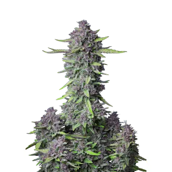 Semeno FastBuds Purple Punch Auto Balení: 1ks