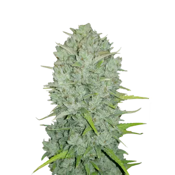 Semeno FastBuds Original Northern Lights Auto Balení: 1ks