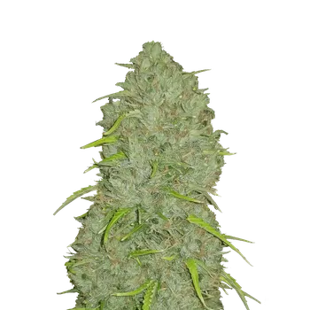 Semeno FastBuds Original Jack Herer Auto Balení: 1ks