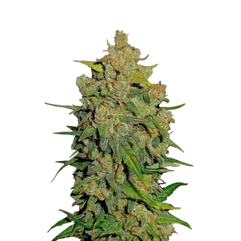 Semeno FastBuds Lemon AK Auto Balení: 1ks