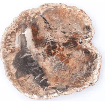 Přírodní kámen Milujeme Kameny Zkamenělé dřevo - zkamenělina ZD25 407596