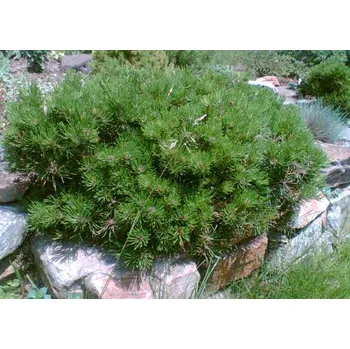 Borovice mini kleč Pumila (Pinus Mugo Pumilio)