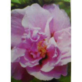 Ibišek venkovní Violet Clair Double (Hibiscus Syriacus Violet Clair Double)