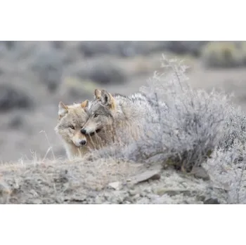 Plakát Plakát, Obraz - Two Grey wolf (mostly white/tan colored), John Morrison