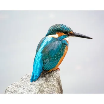 Plakát Plakát, Obraz - Kingfisher, Kawasemi, I love Photo and Apple.