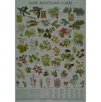 Bystrá hlava Plakát - Naše jehličnany a keře