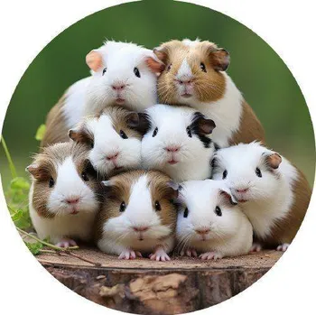 Přisada na vaření a pečení Jedlý papír morčátka se fotí 19,5cm - PICTURE