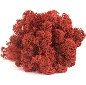 umělá květina Stabilizovaný LIŠEJNÍK (sobí mech) Canopy | ČERVENÝ | 100 g