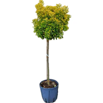 Sazenice Brslen japonský na kmínku, kontejner 18l