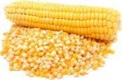 Kukuřice krmná – česká kukuřice pro krmení zvířat 25 kg