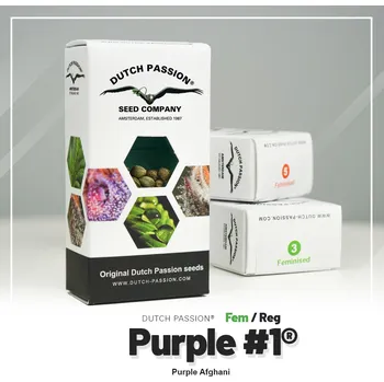 Semeno Purple #1® – feminizovaná semena | Dutch Passion Feminized (Ks): 10 + 3 Zdarma