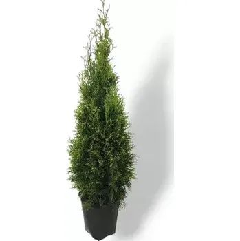 Plot Zerav západní (Thuja Smaragd) K 10 l - (120-160 cm)