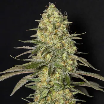 Semeno Eva Seeds Black Dream Balení: 6+2ks