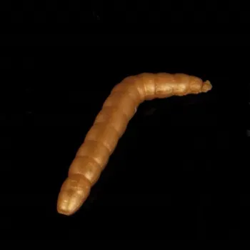 Umělá nástraha Iron Trout gumová nástraha Baco vzor GO 4 cm 6 ks