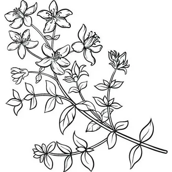 Pleťový olej Třezalkový olej 100% Alteya Organics 5 ml