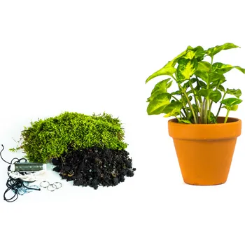 Gardners Kokedama "Vyrob si sám" Syngonium Pixie (L) Syngonium, Syngónium