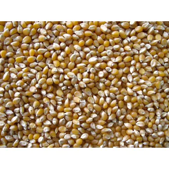 Kukuřice na popcorn BIO 3 kg LES FRUITS DU PARADIS