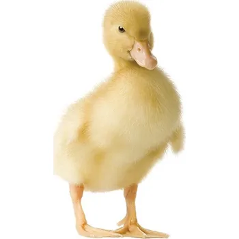 Krmivo pro hospodářské zvíře Afeedmix Krmivo pro výkrm kachen a hus - VKCH 1 - 5 kg