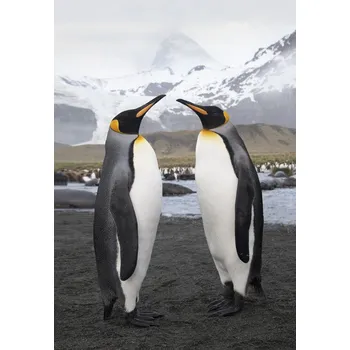 Plakát Plakát, Obraz - Love Brids, Jimmy